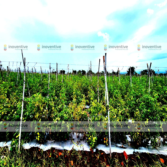 Agrosia PET wire for Tomato